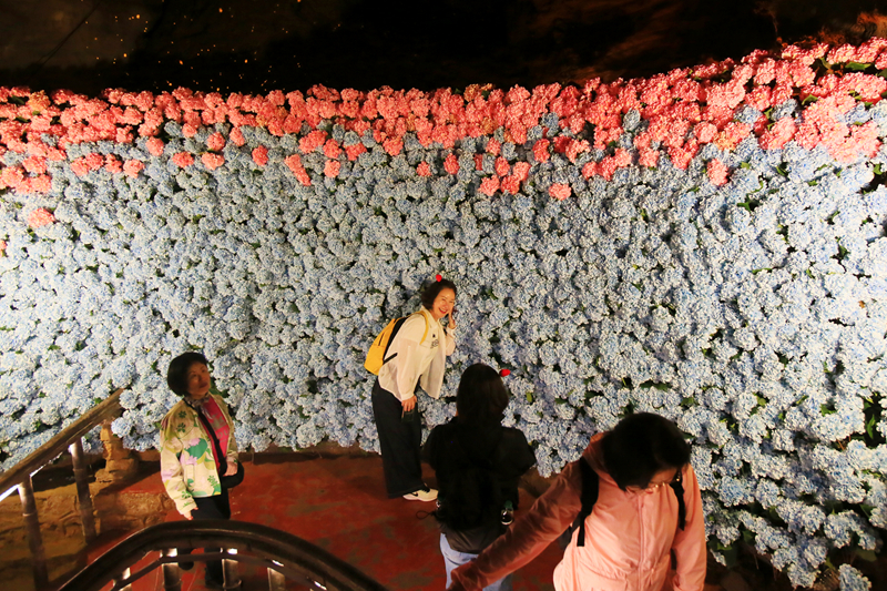 五萬(wàn)余朵繡球花織就夢(mèng)幻花廊，黃龍洞一路生花迎“五一”